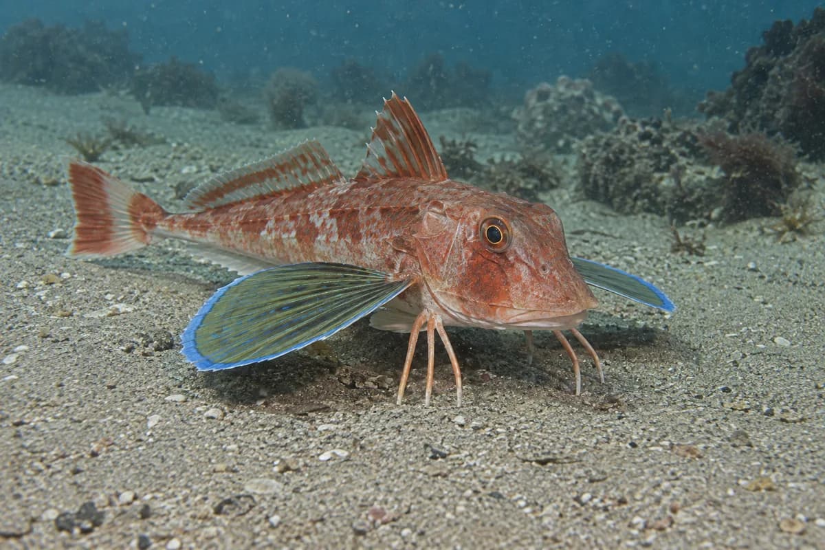 ホウボウのひれの一部で海底を探る様子