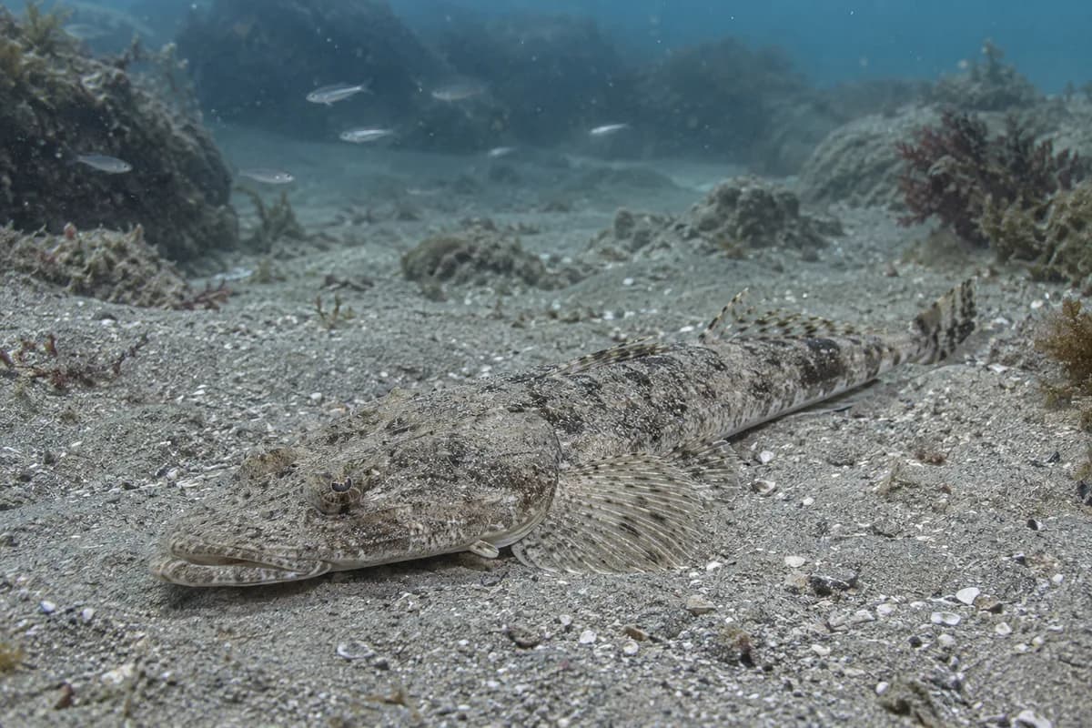 マゴチの砂底に伏せて獲物を待つ様子