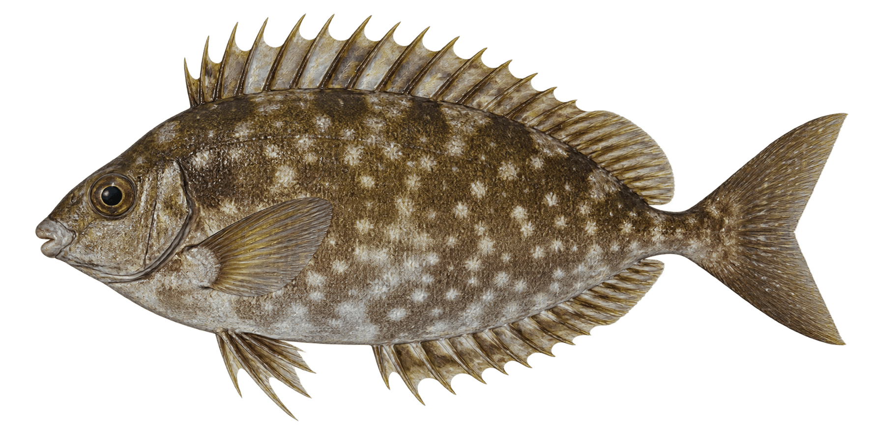 Mottled spinefoot