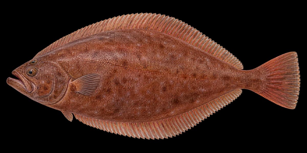 Flathead flounder