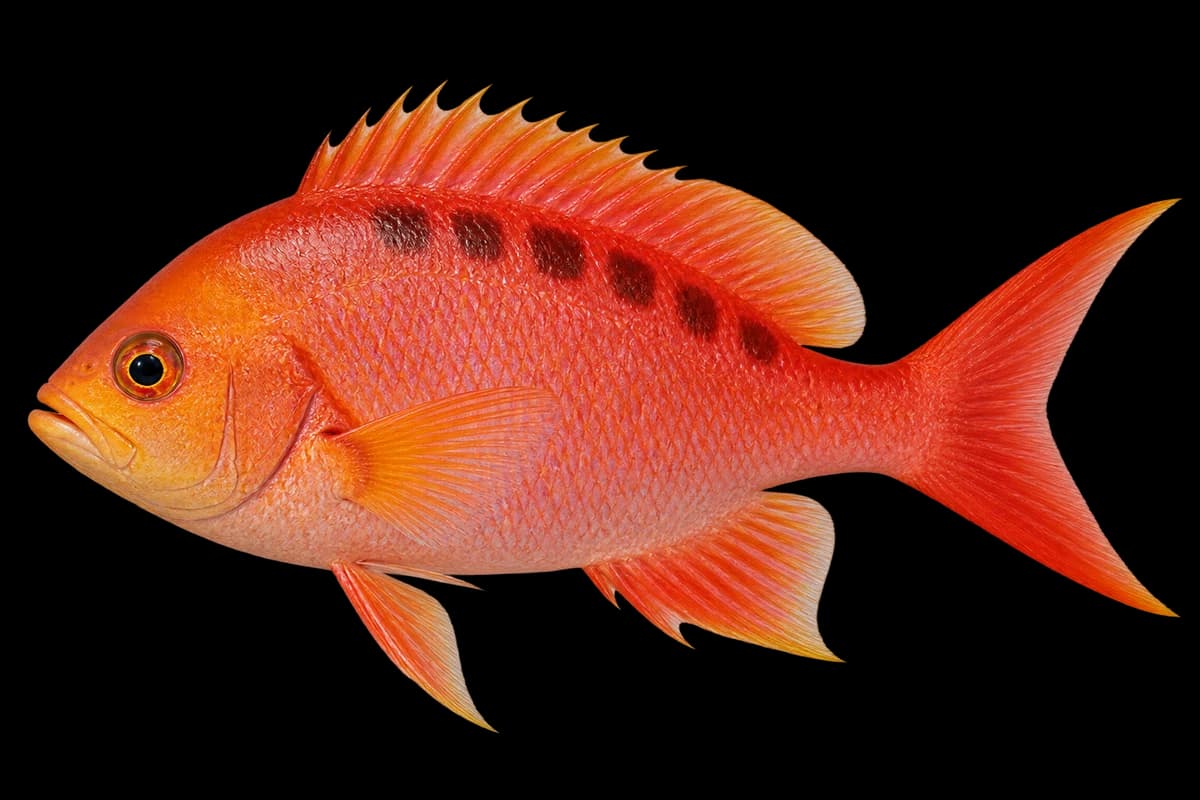 Redbar anthias