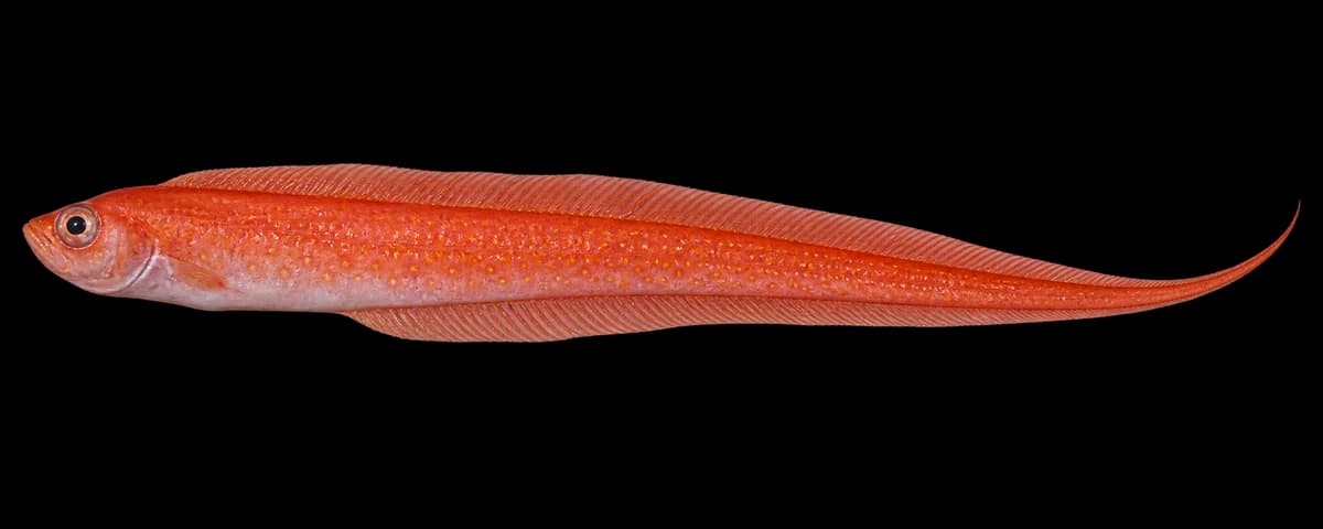 Red-spotted bandfish