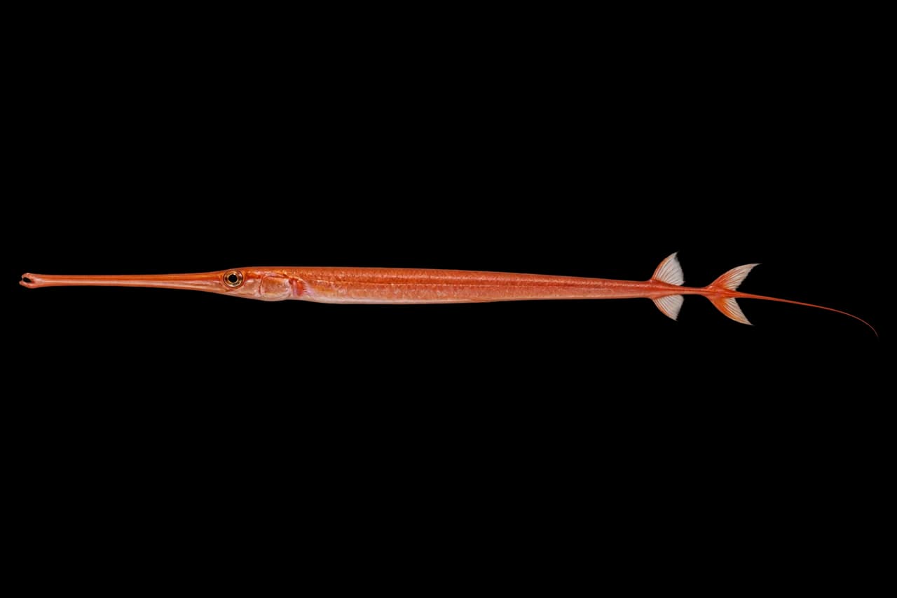 Red cornetfish