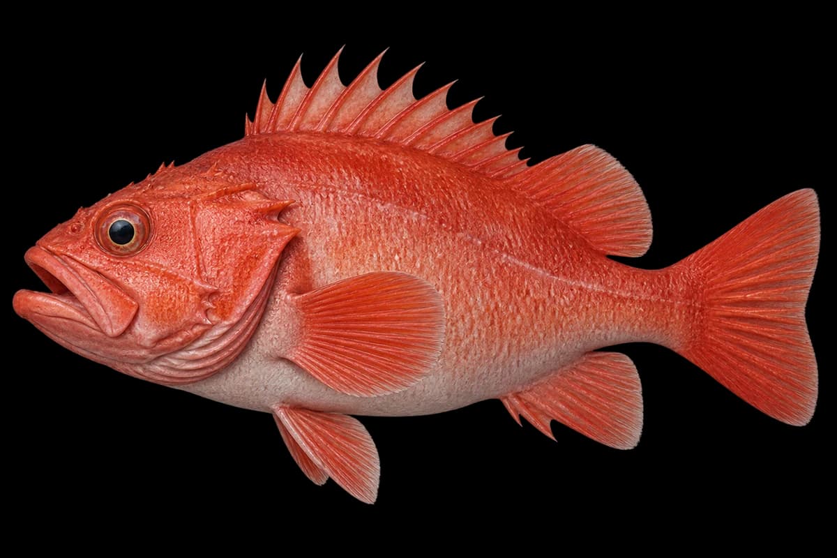 Japanese red rockfish