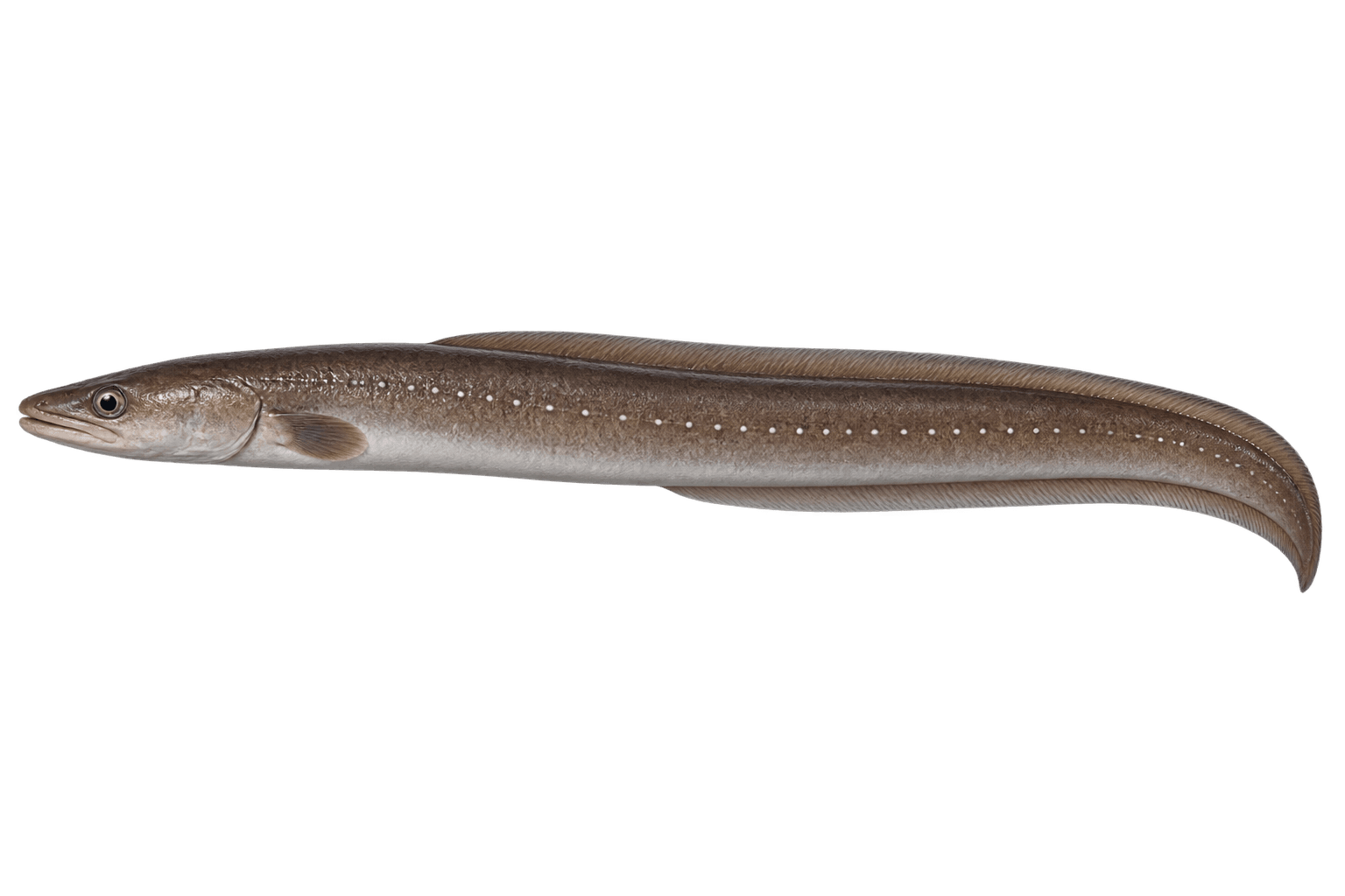 Whitespotted conger
