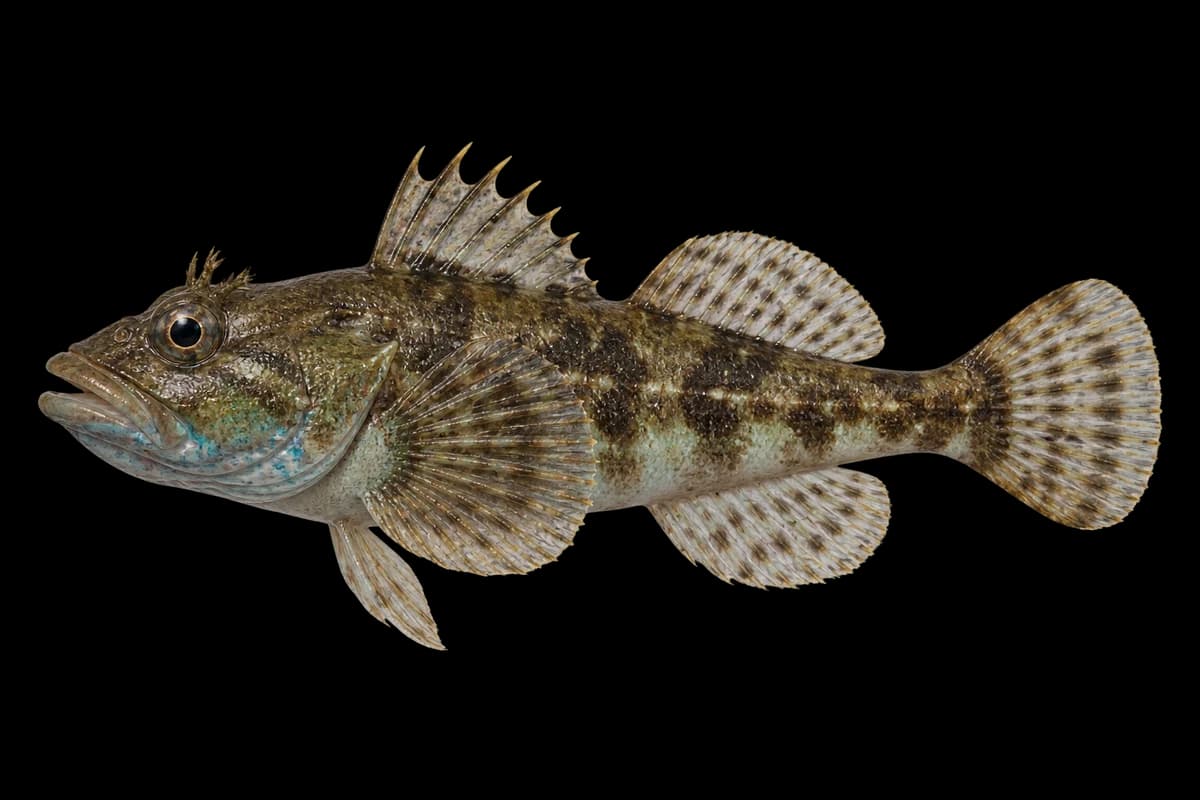 Japanese sculpin