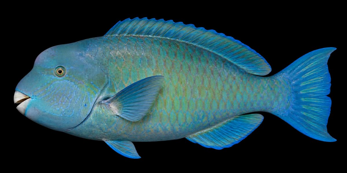 Knobsnout parrotfish