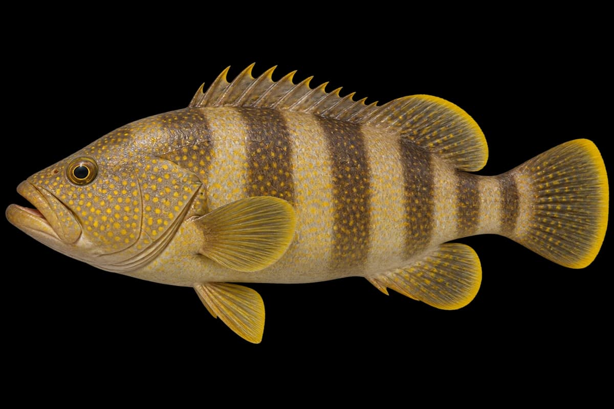 Yellow grouper