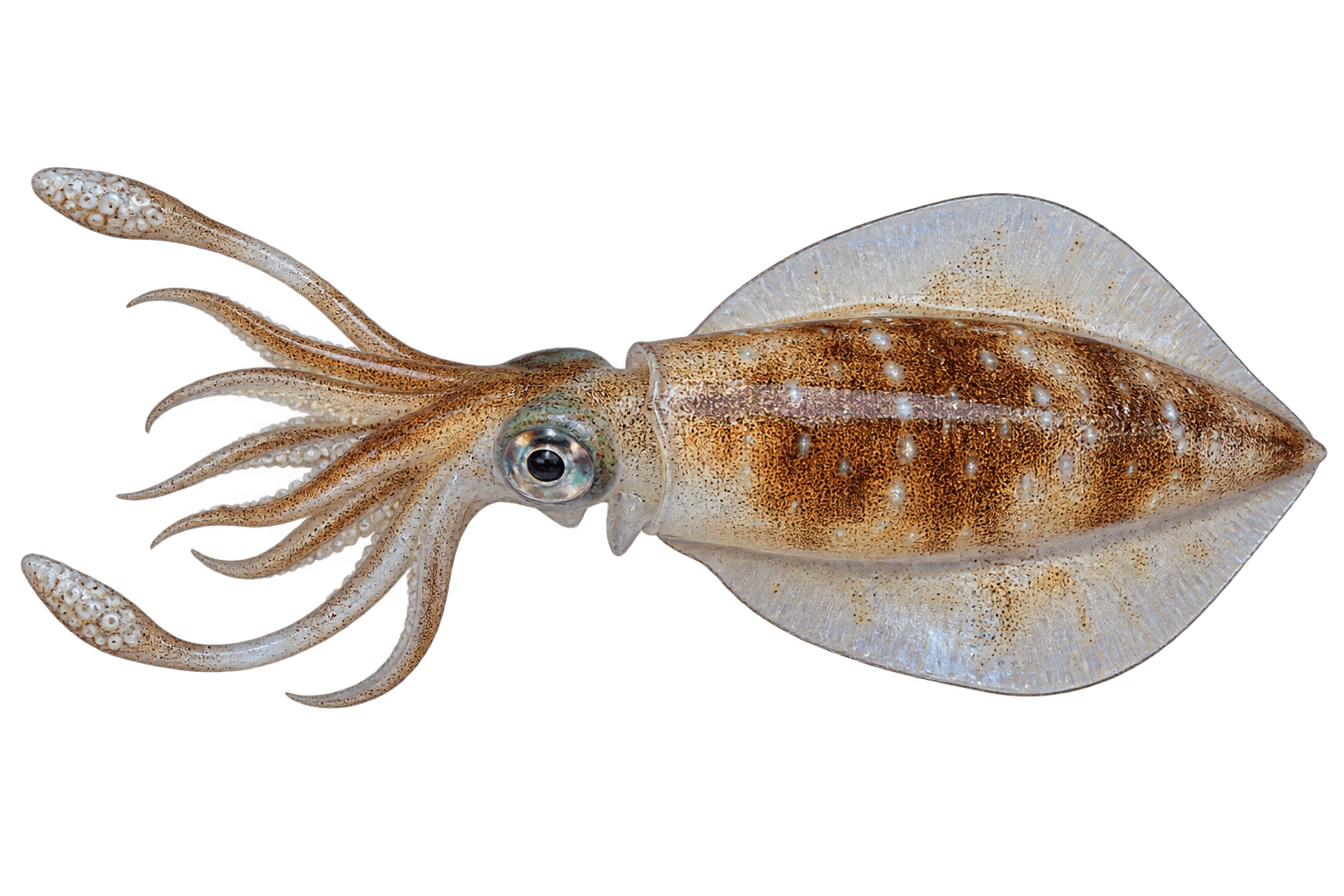 Bigfin reef squid