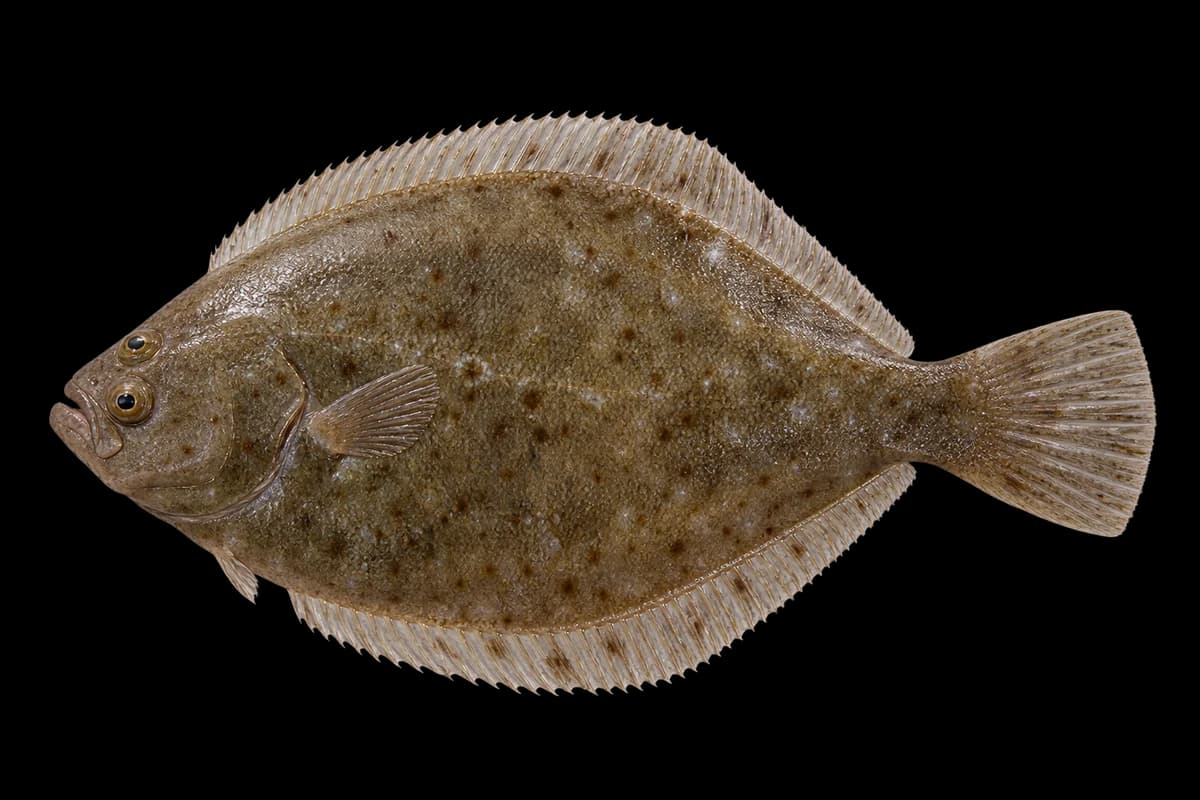 Slime flounder