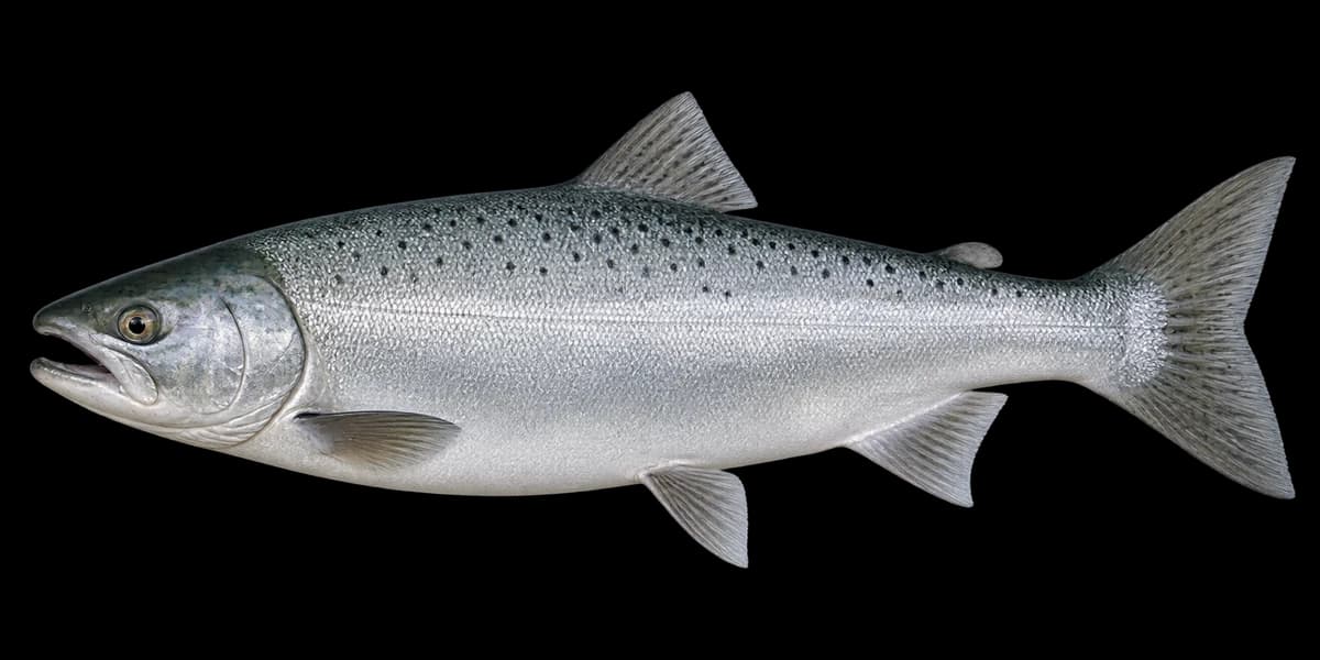 Biwa salmon