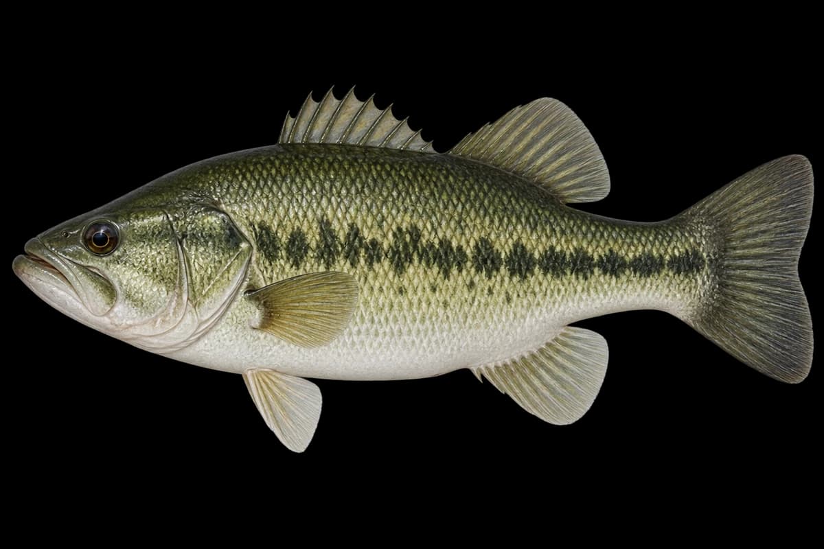 Largemouth bass