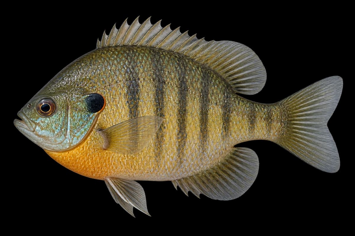 Bluegill