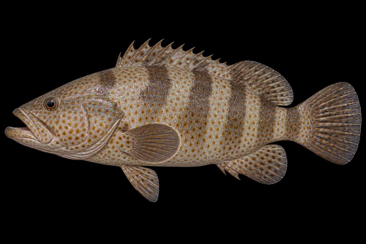 Orange-spotted grouper