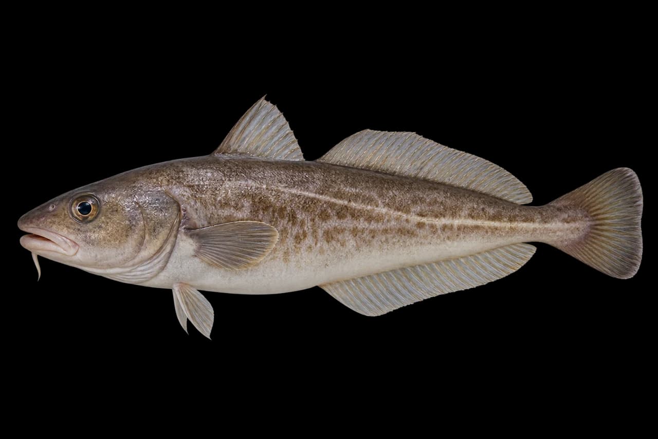 Japanese codling
