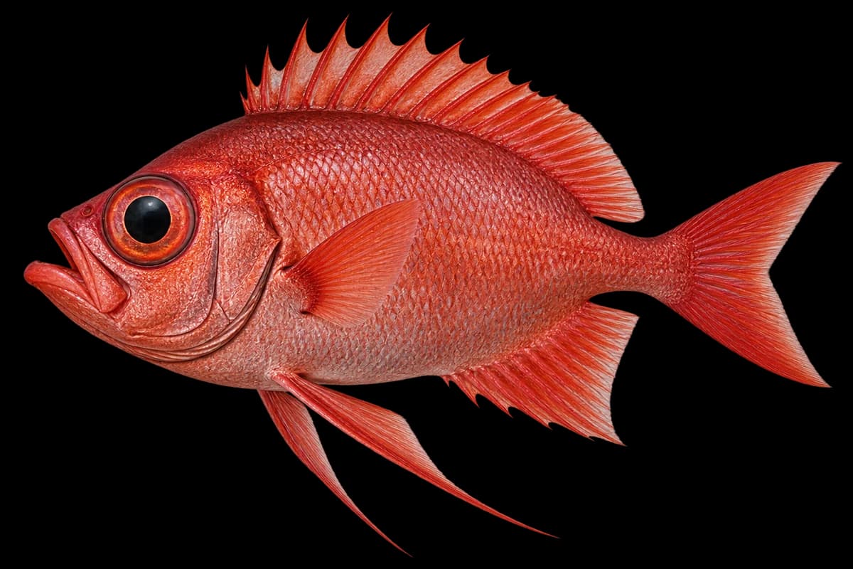 Bigfin bigeye