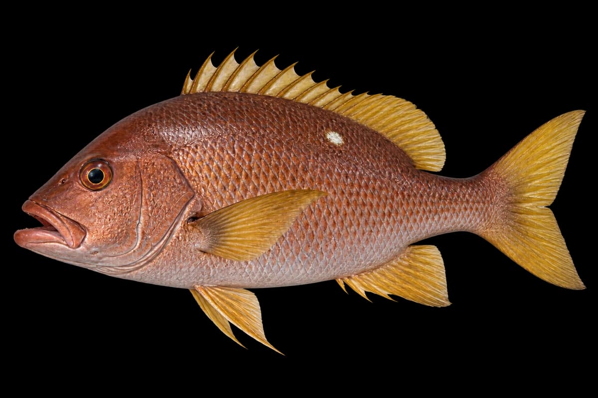 Star snapper