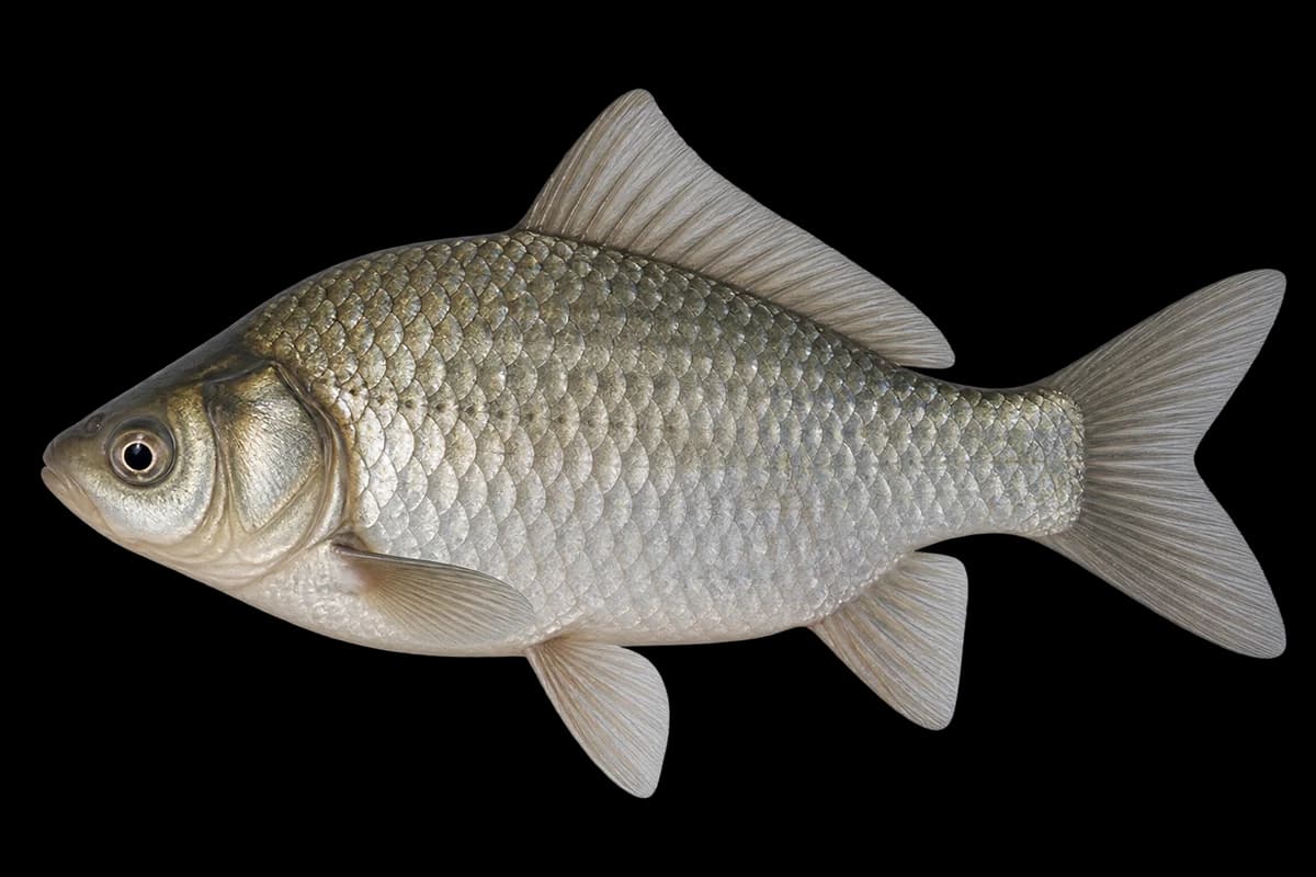 Silver crucian carp