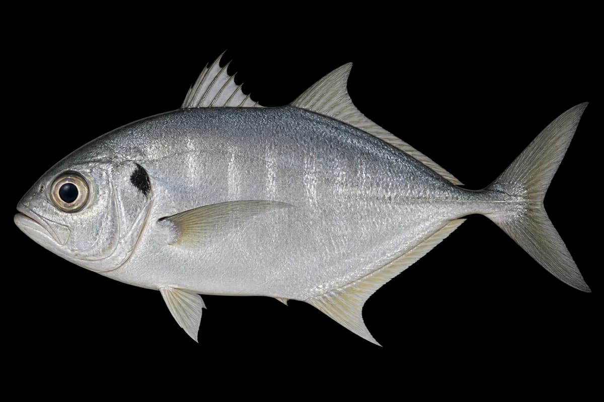 Bigeye trevally