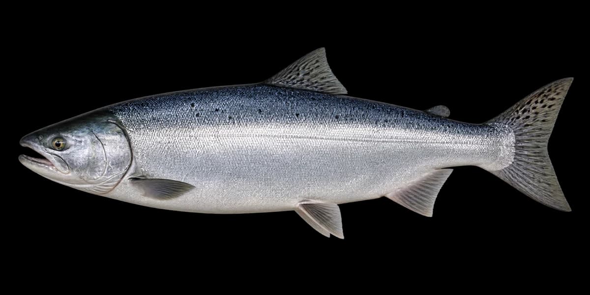Coho salmon