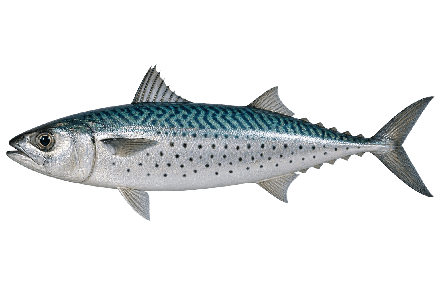 Blue mackerel