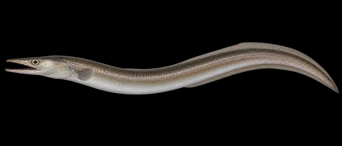 Daggertooth pike conger