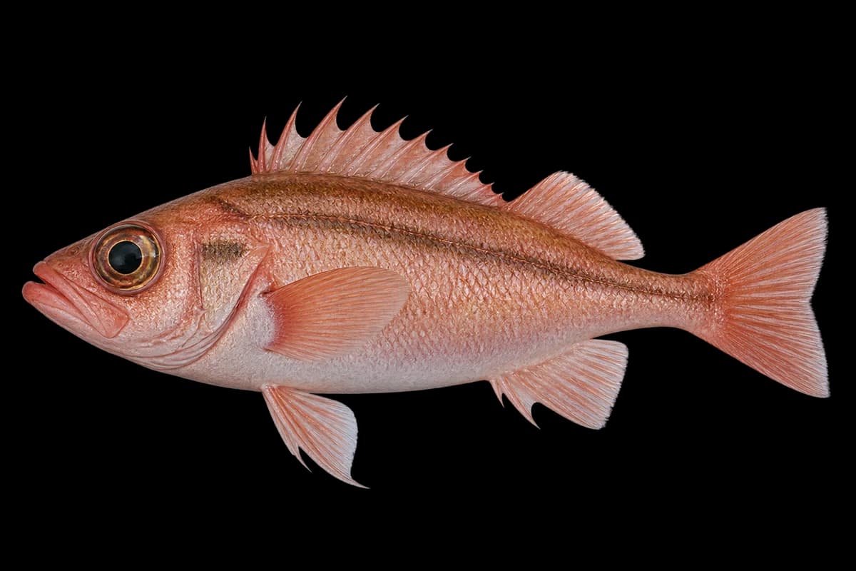 Owston's rockfish