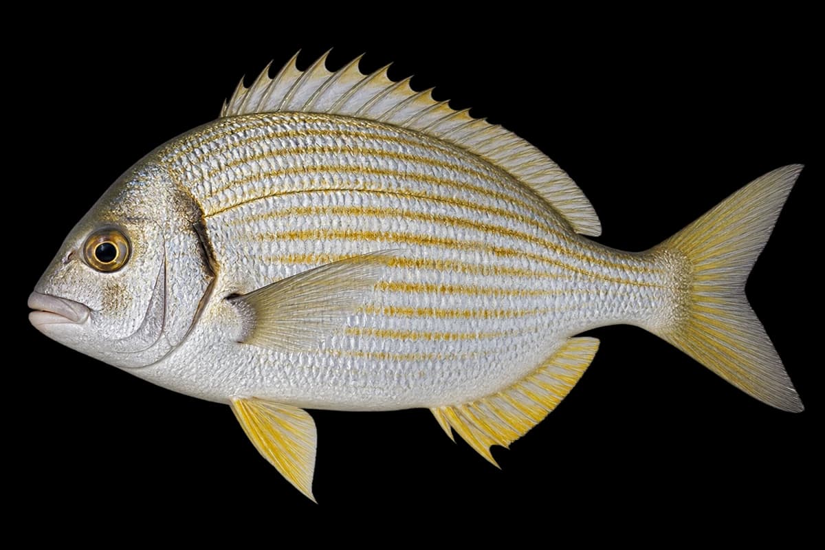 Goldlined seabream