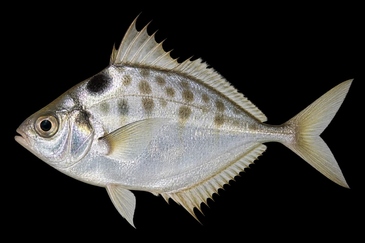 Spotnape ponyfish