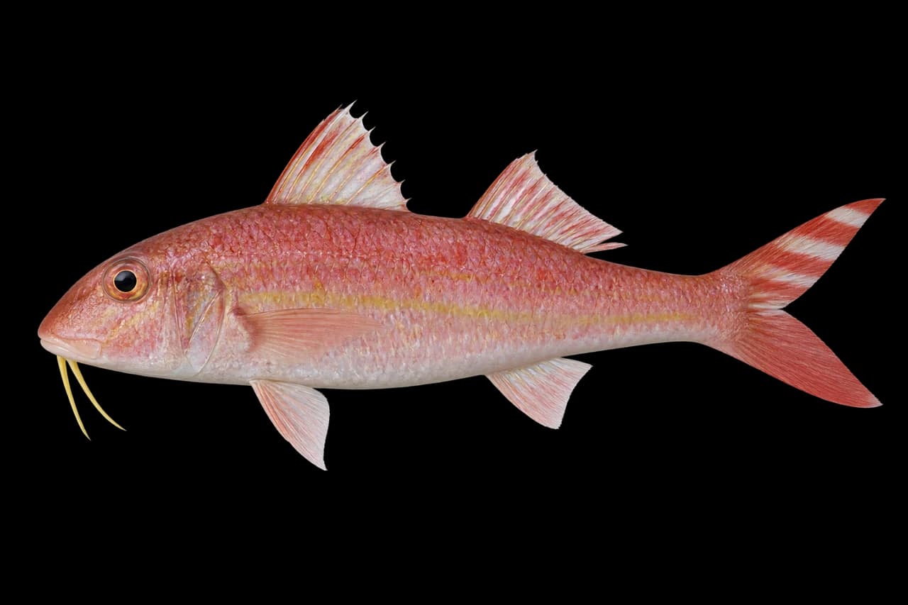 Japanese goatfish