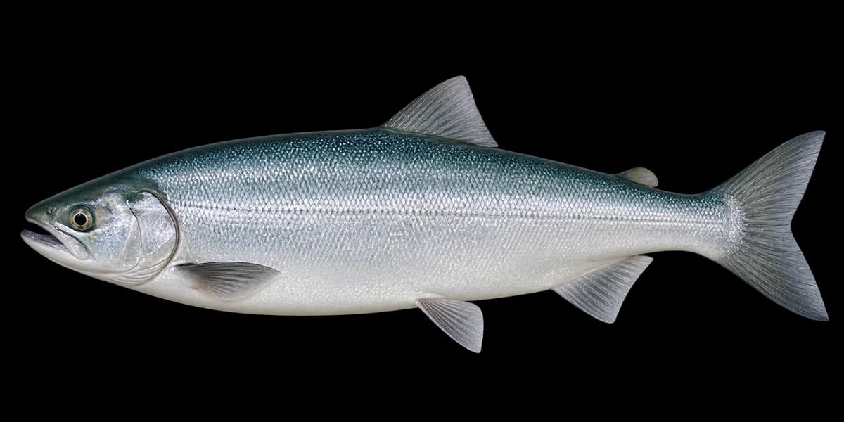 Kokanee