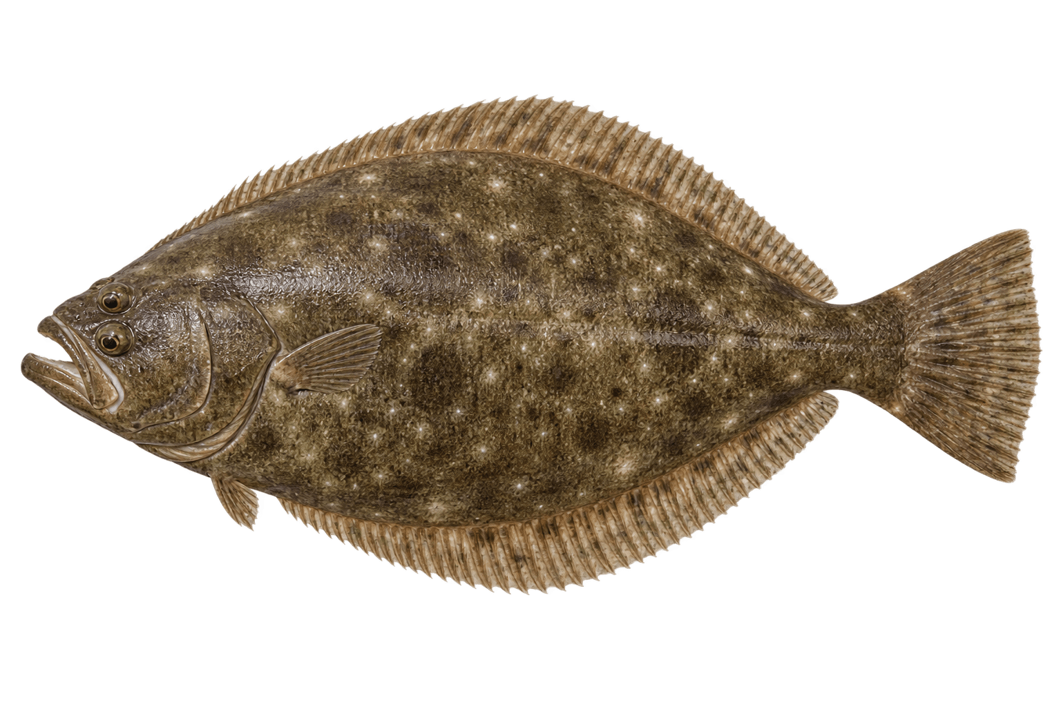Olive flounder