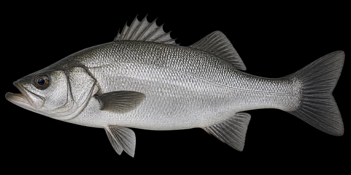 Blackfin seabass