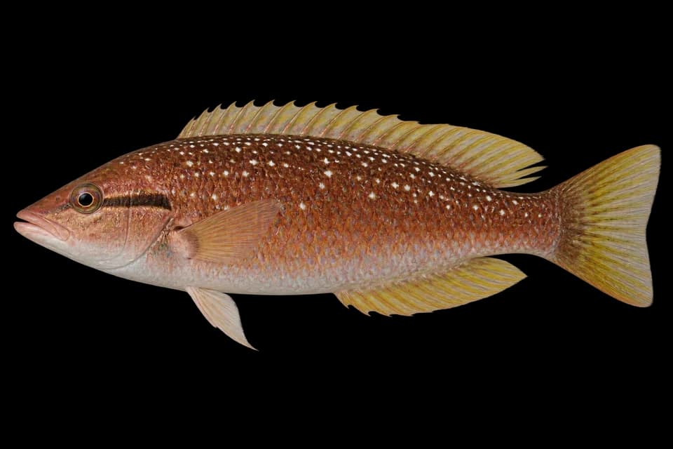 Star-spotted wrasse