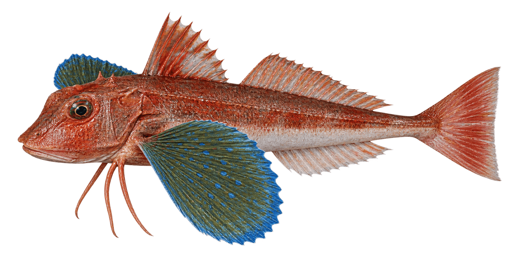 Spiny red gurnard