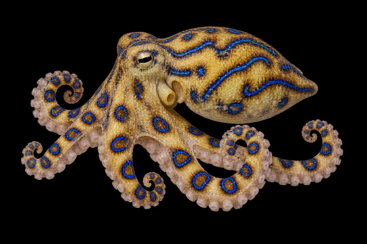 Blue-lined octopus