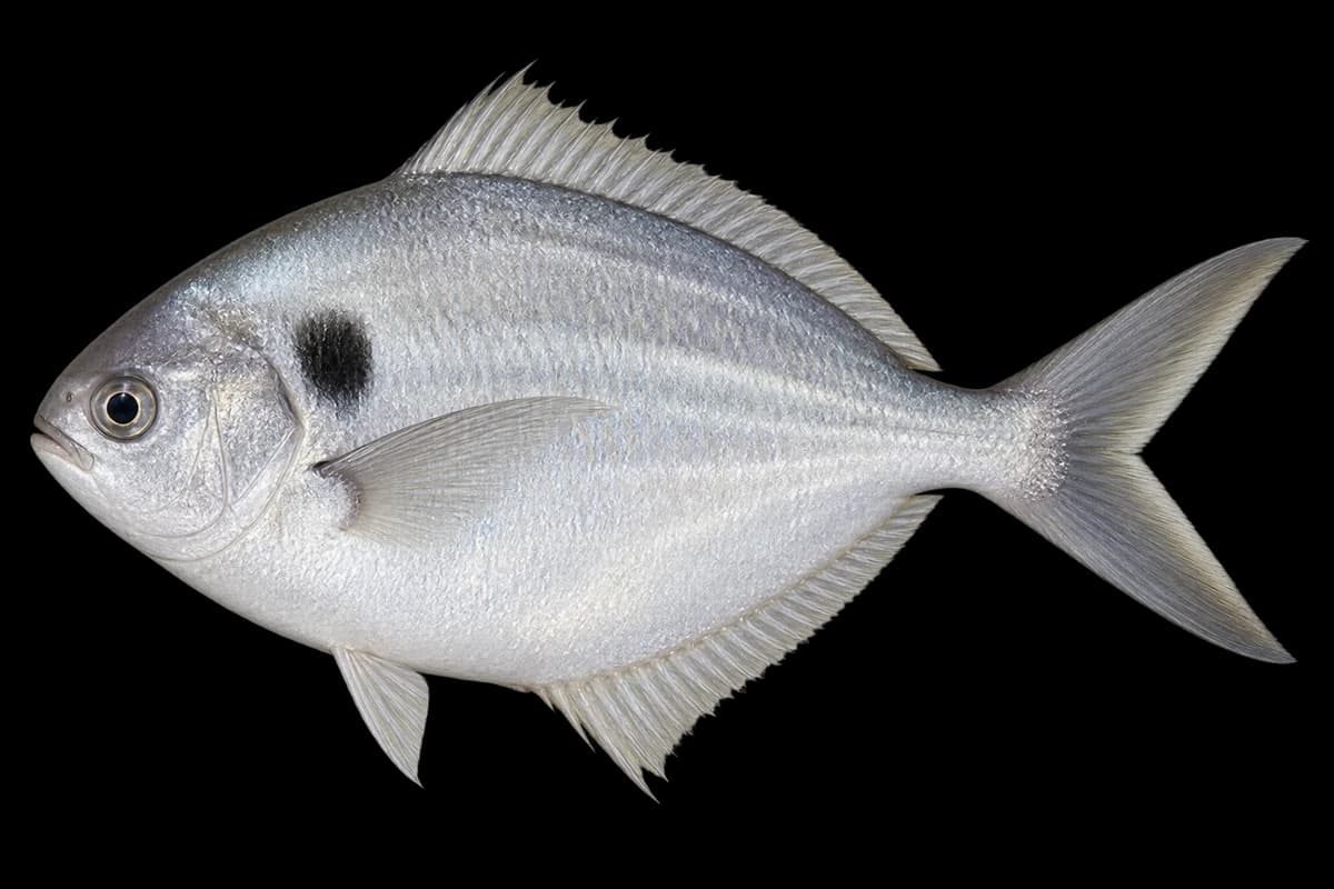 Japanese butterfish