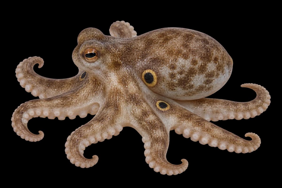 Webfoot octopus