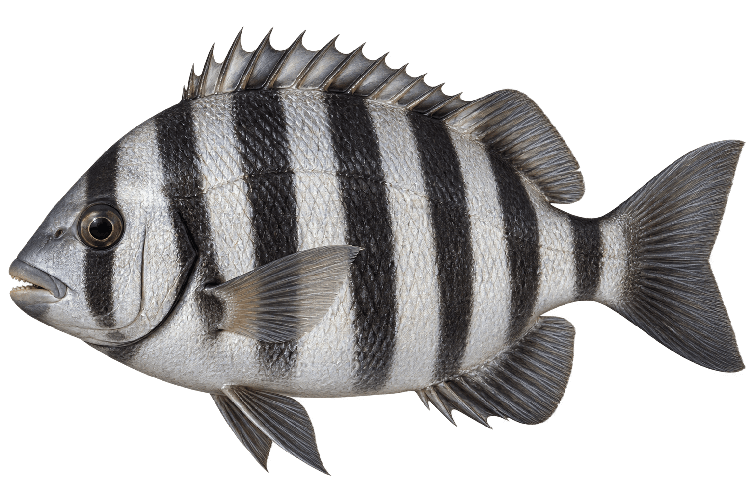 Striped beakfish