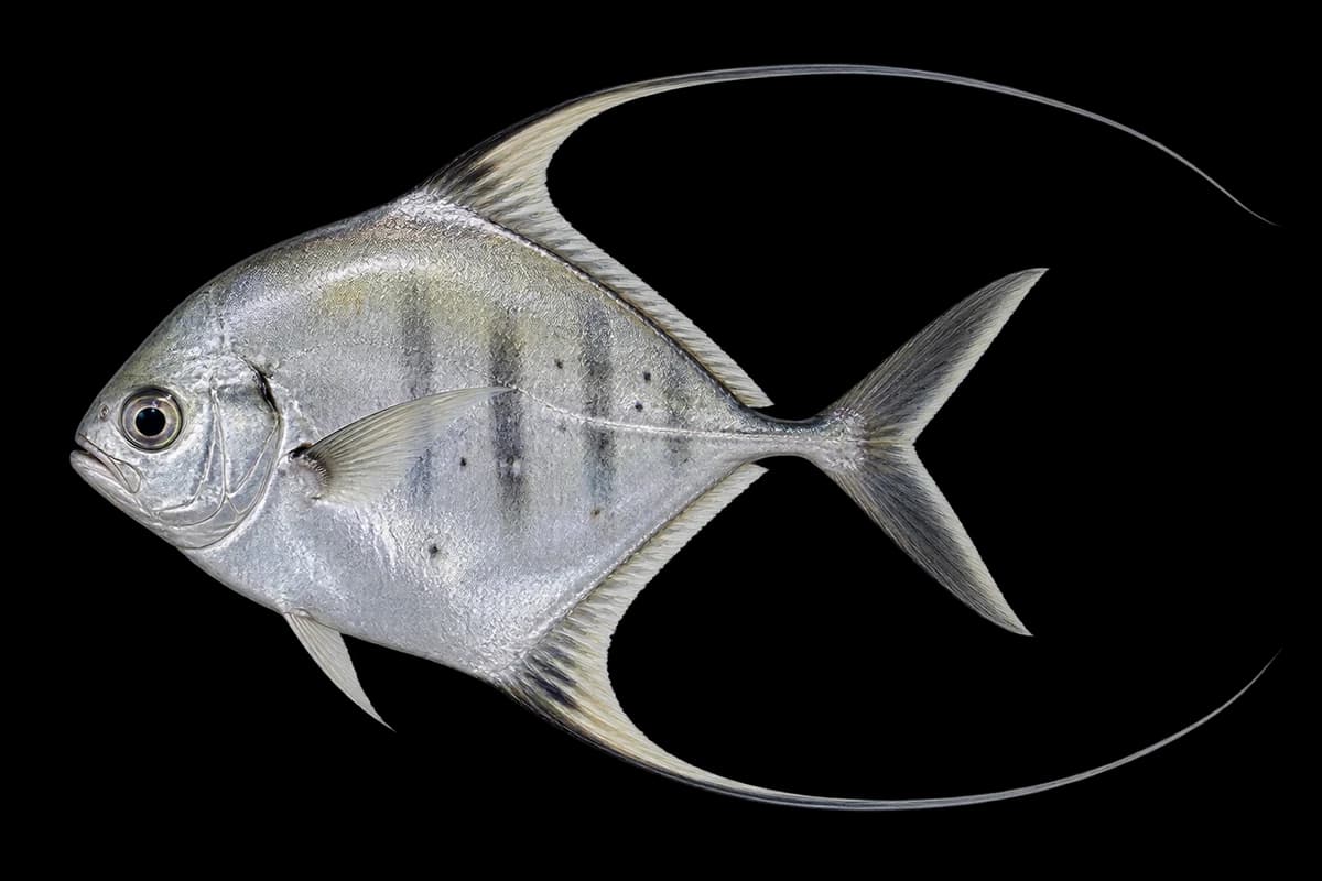 African pompano