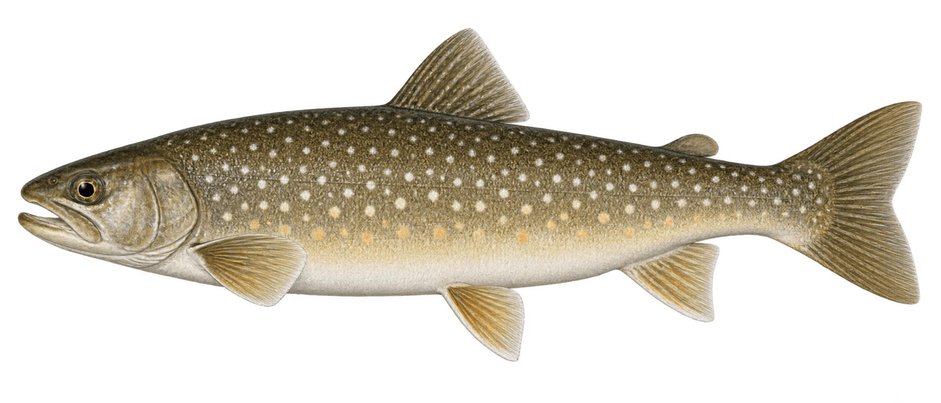 White-spotted char
