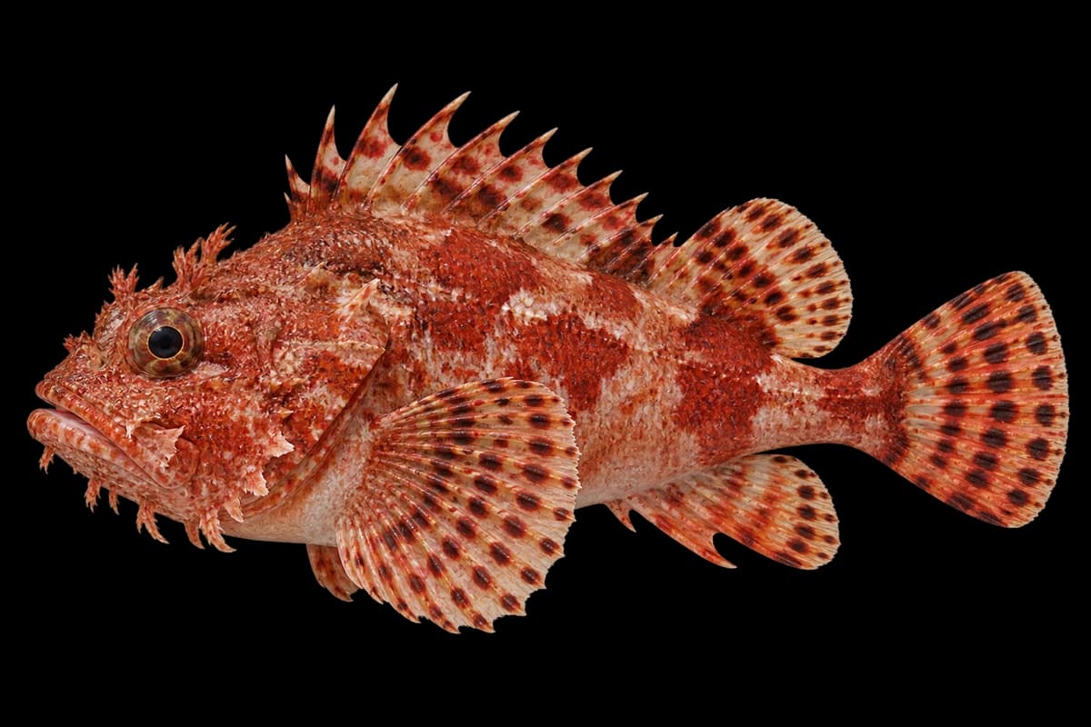 Japanese scorpionfish