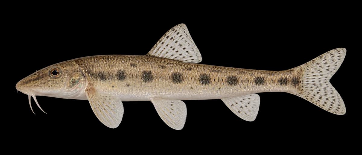 Japanese gudgeon
