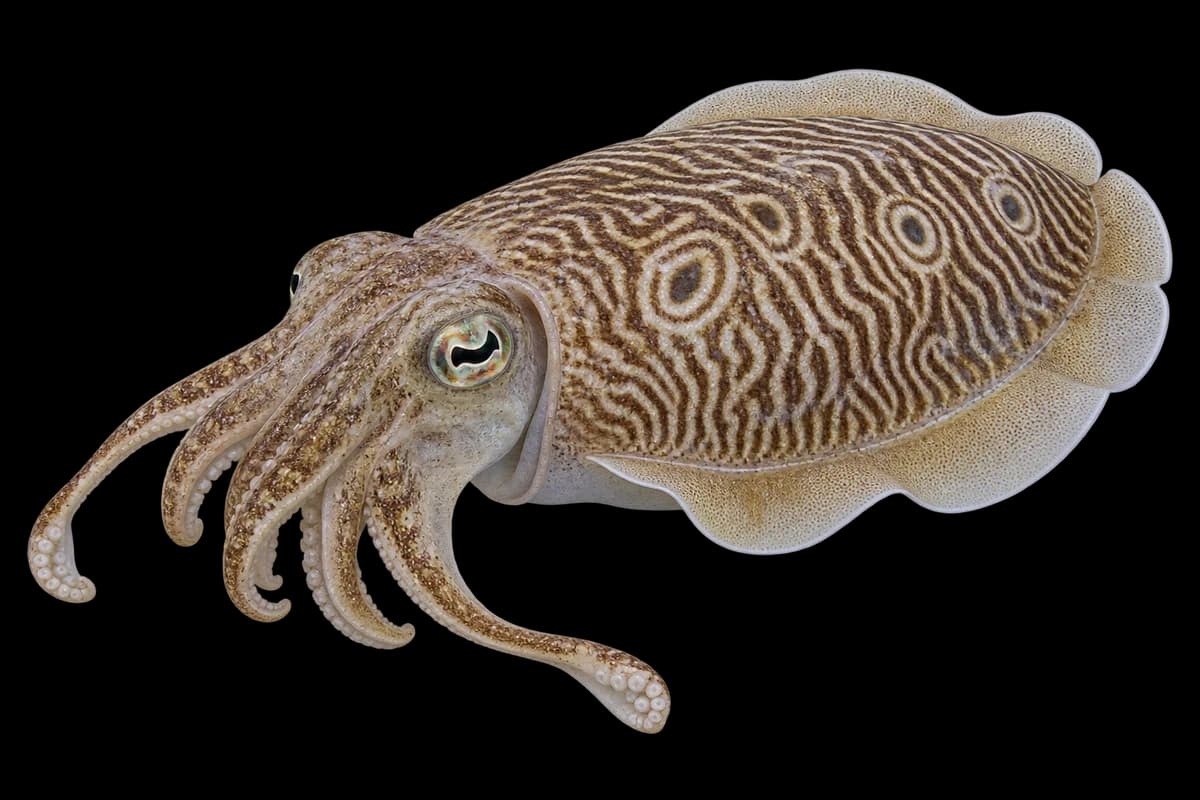 Kisslip cuttlefish