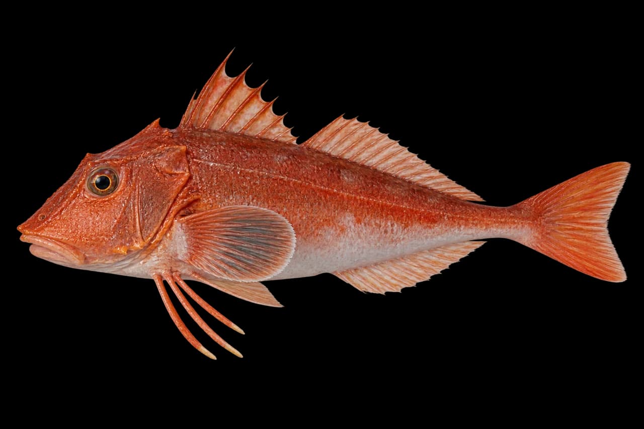 Redwing searobin