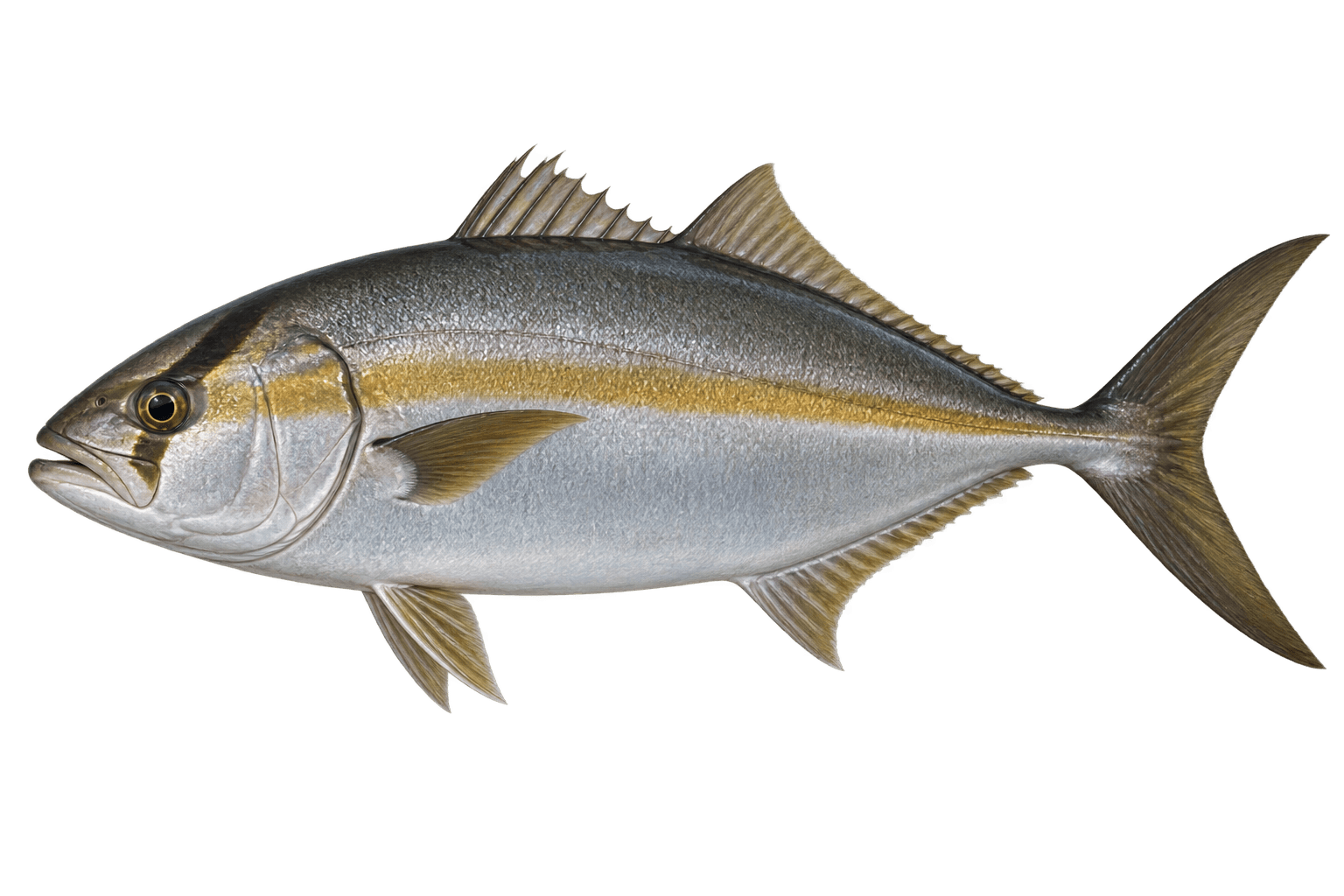 Greater amberjack