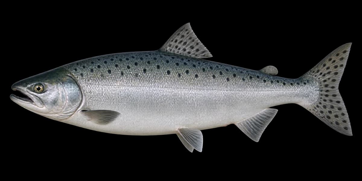 Pink salmon