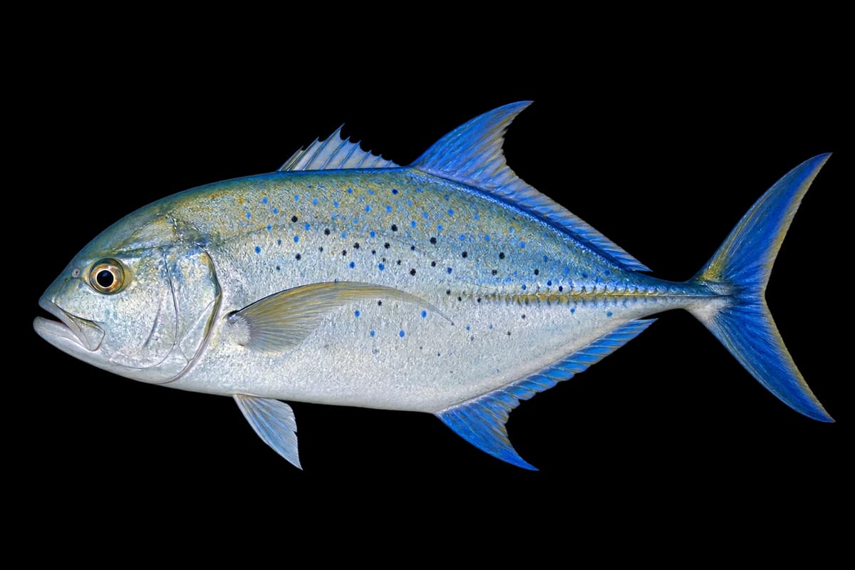 Bluefin trevally