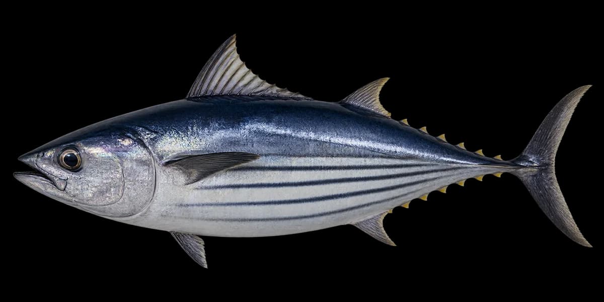 Skipjack tuna