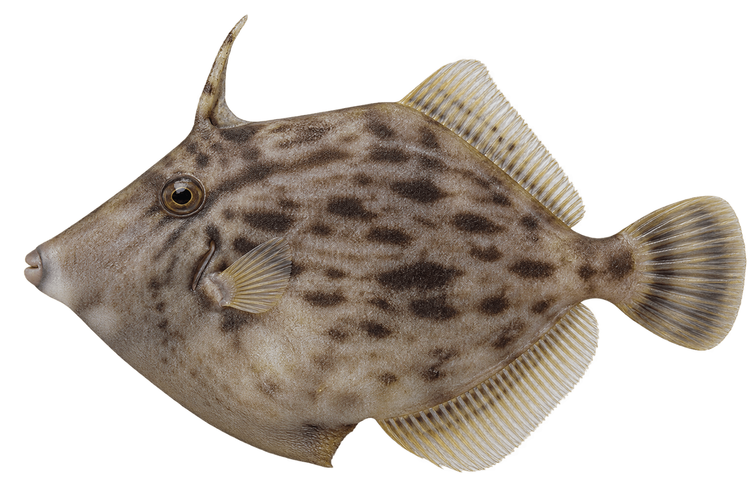 Thread-sail filefish